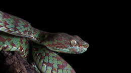 Image of Beautiful pitviper