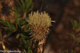 Image of Klasea flavescens (L.) J. Holub