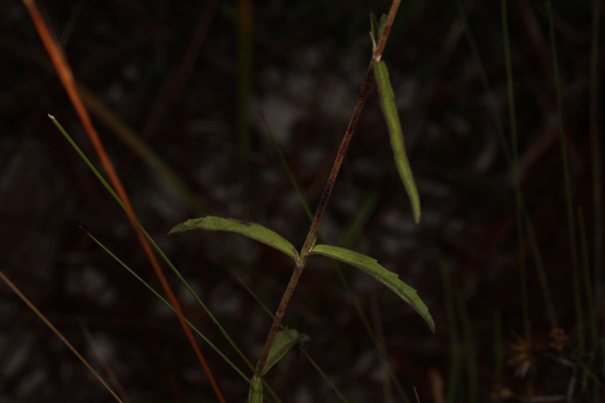 Imagem de Eupatorium mohrii E. Greene