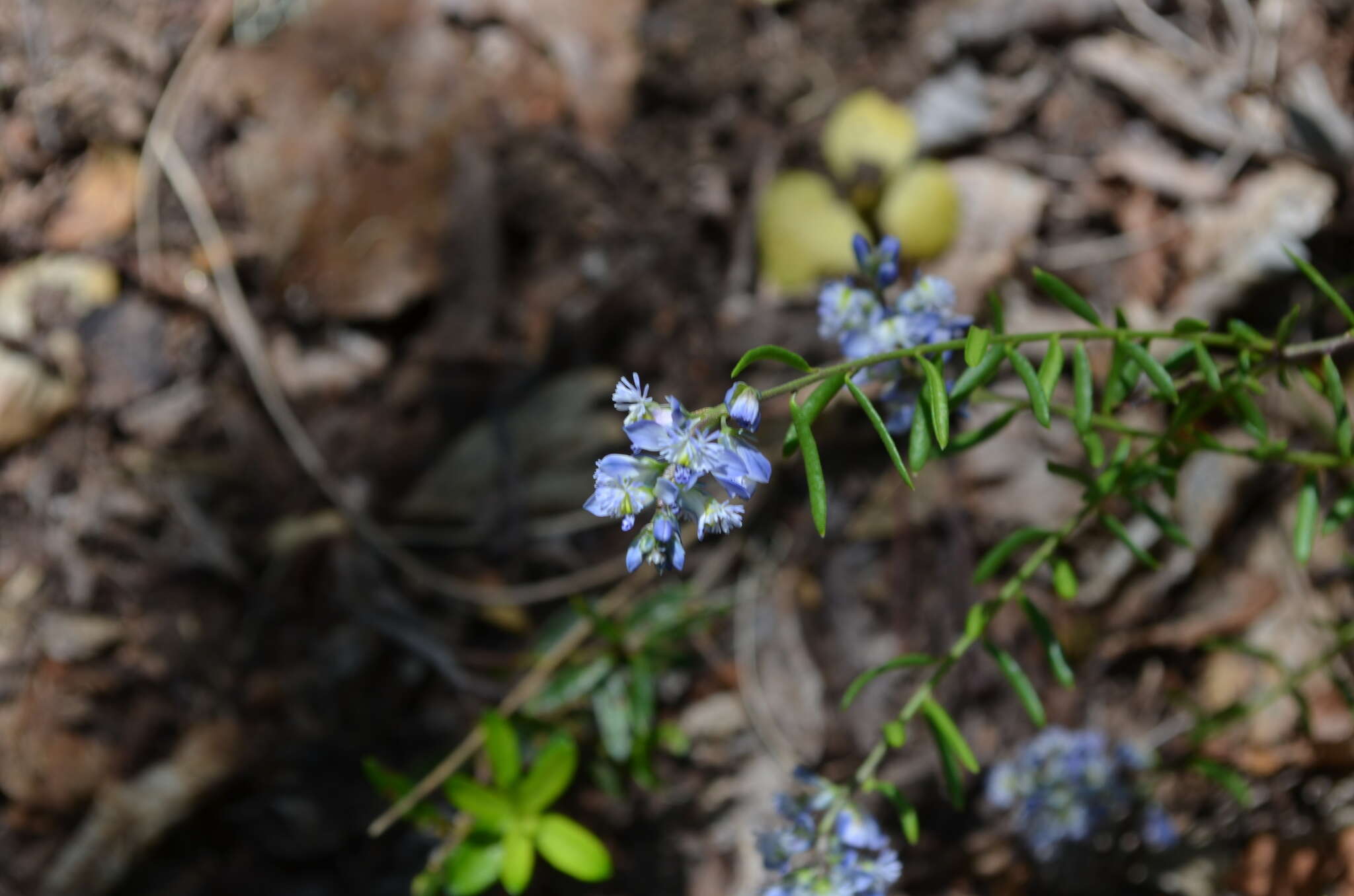 Image of Polygala gnidioides Willd.