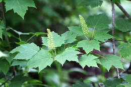 Acer caudatum Wall. resmi