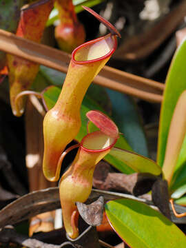 Image of Pitcher plant