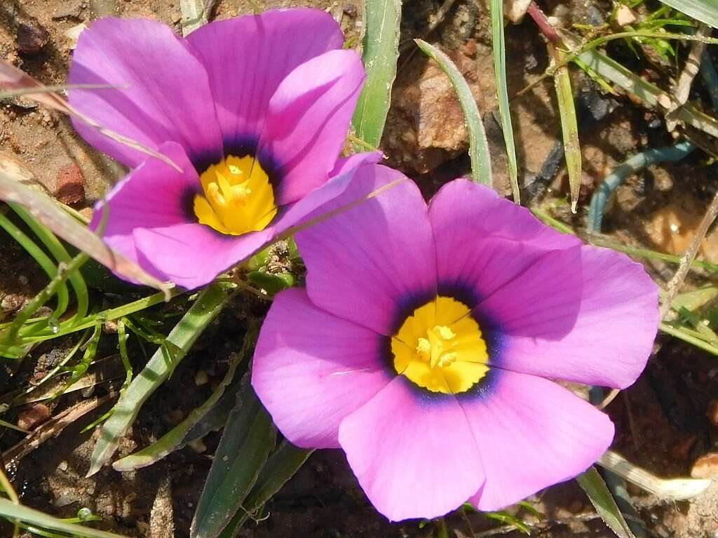 Image of Moraea barnardiella Goldblatt