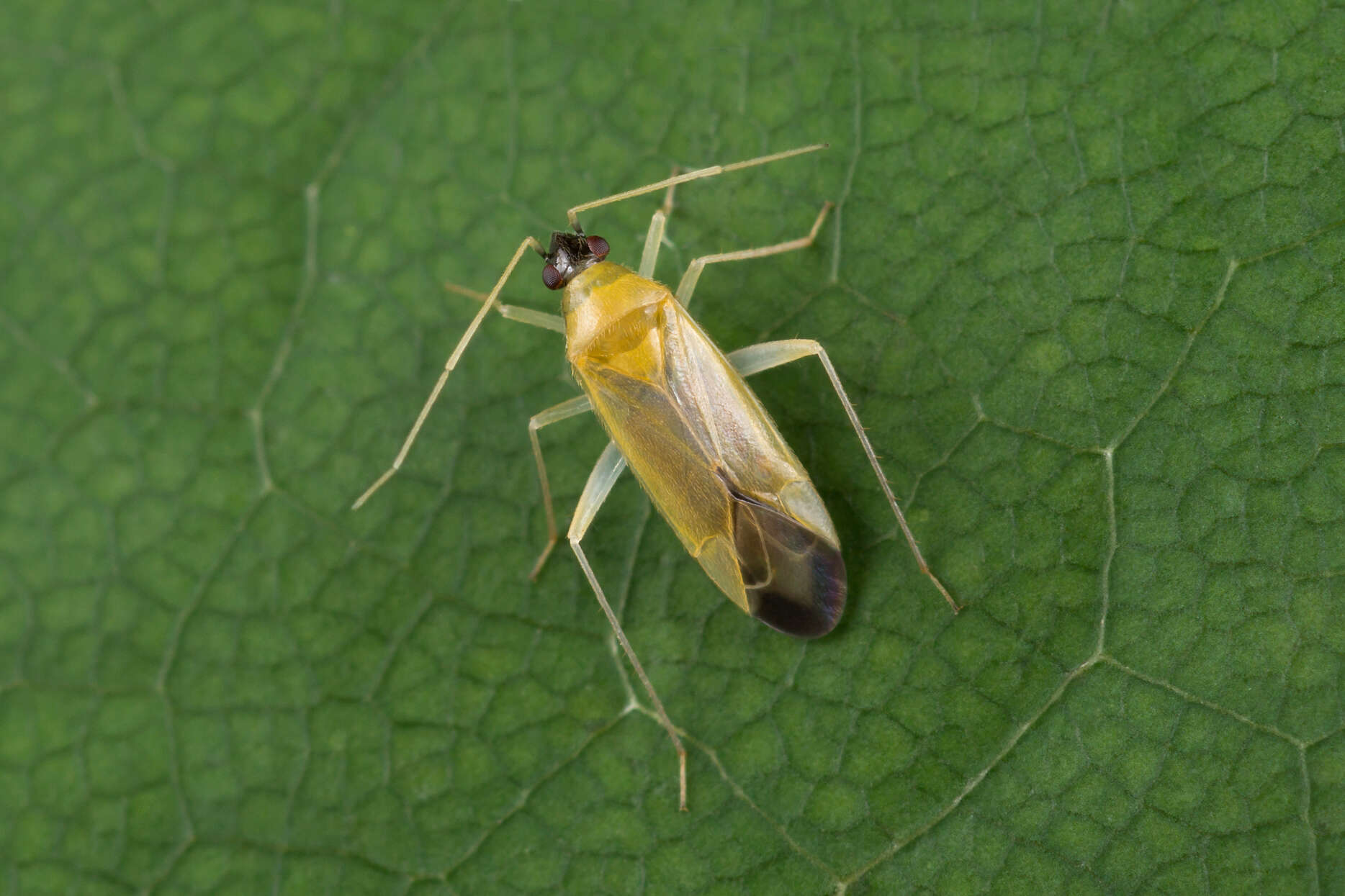 Image of Phylus melanocephalus (Linnaeus 1767)