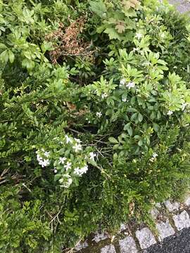 Image of Mexican Orange Blossom