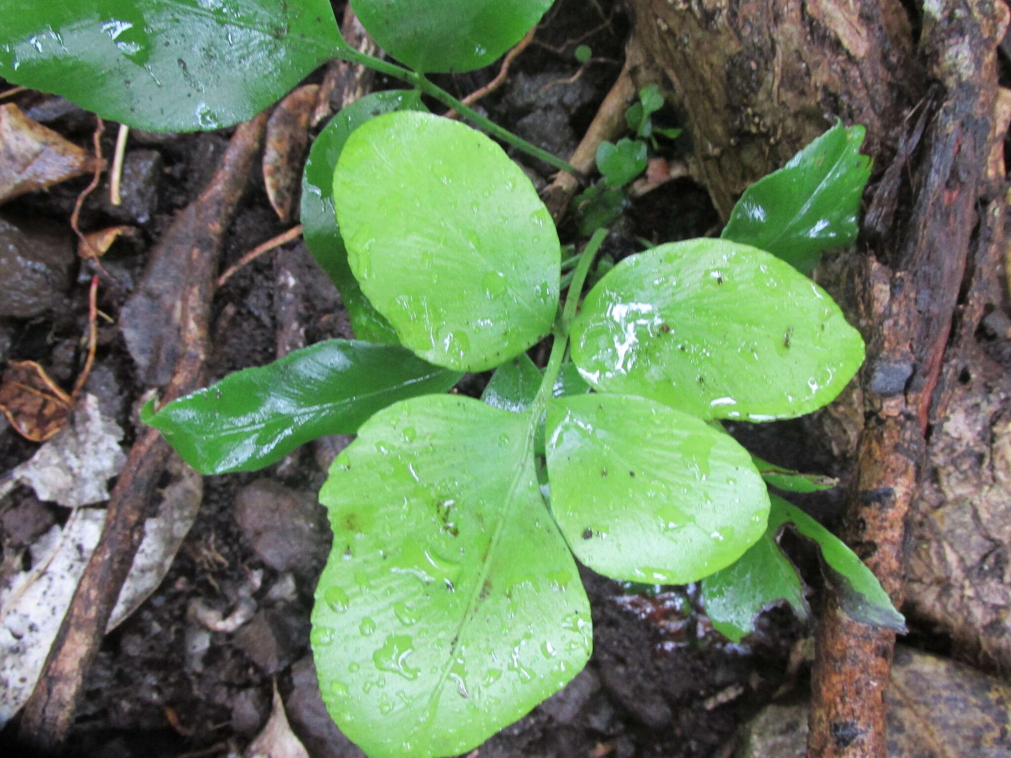 Image of Asplenium oblongifolium Col.