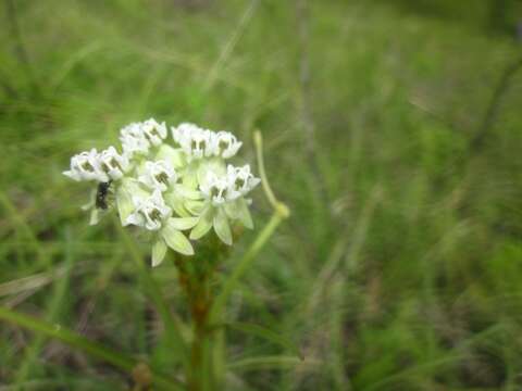 Plancia ëd Asclepias woodsoniana Standl. & Steyerm.