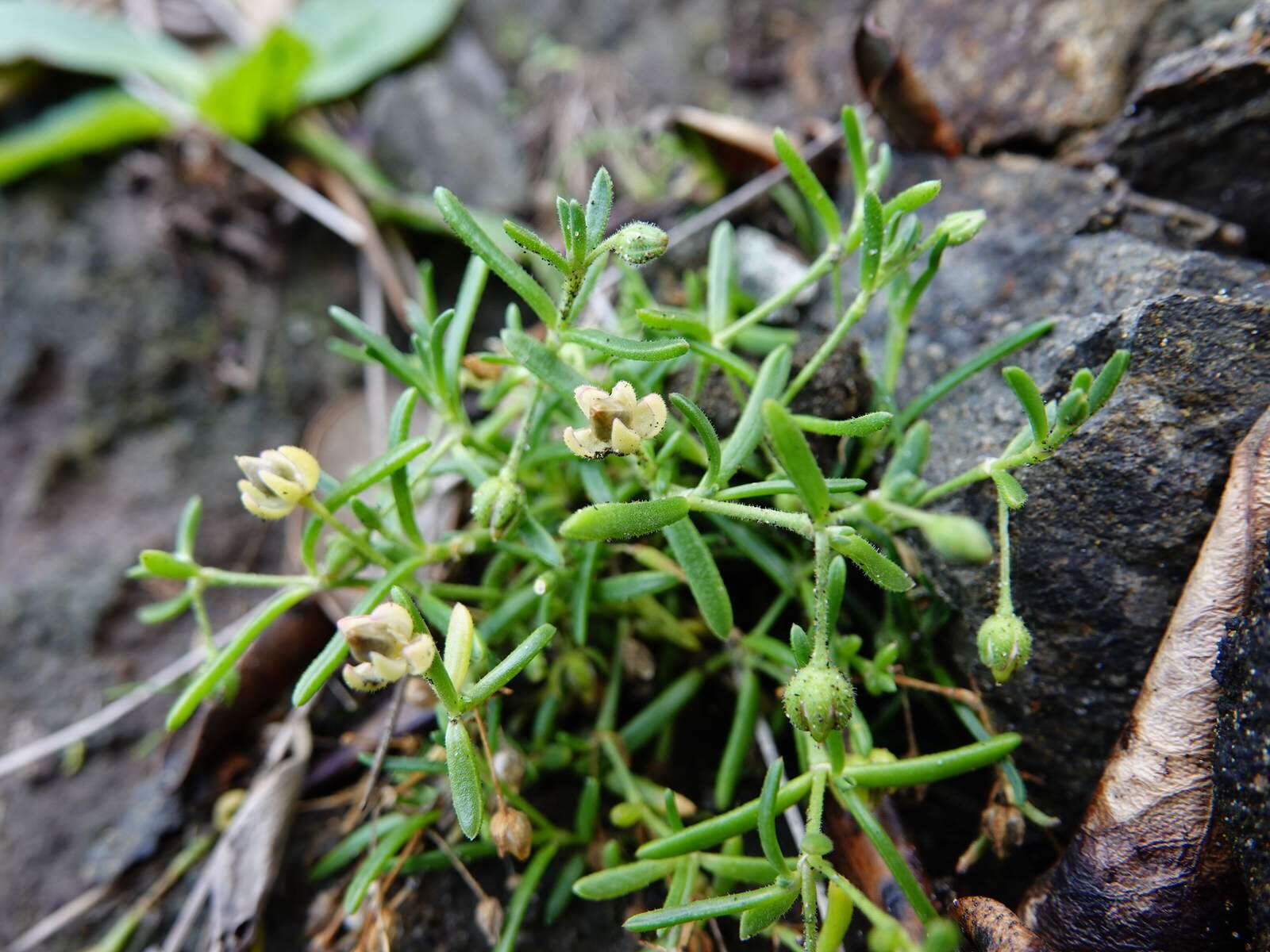 Plancia ëd Spergularia tasmanica (Kindb.) L. G. Adams