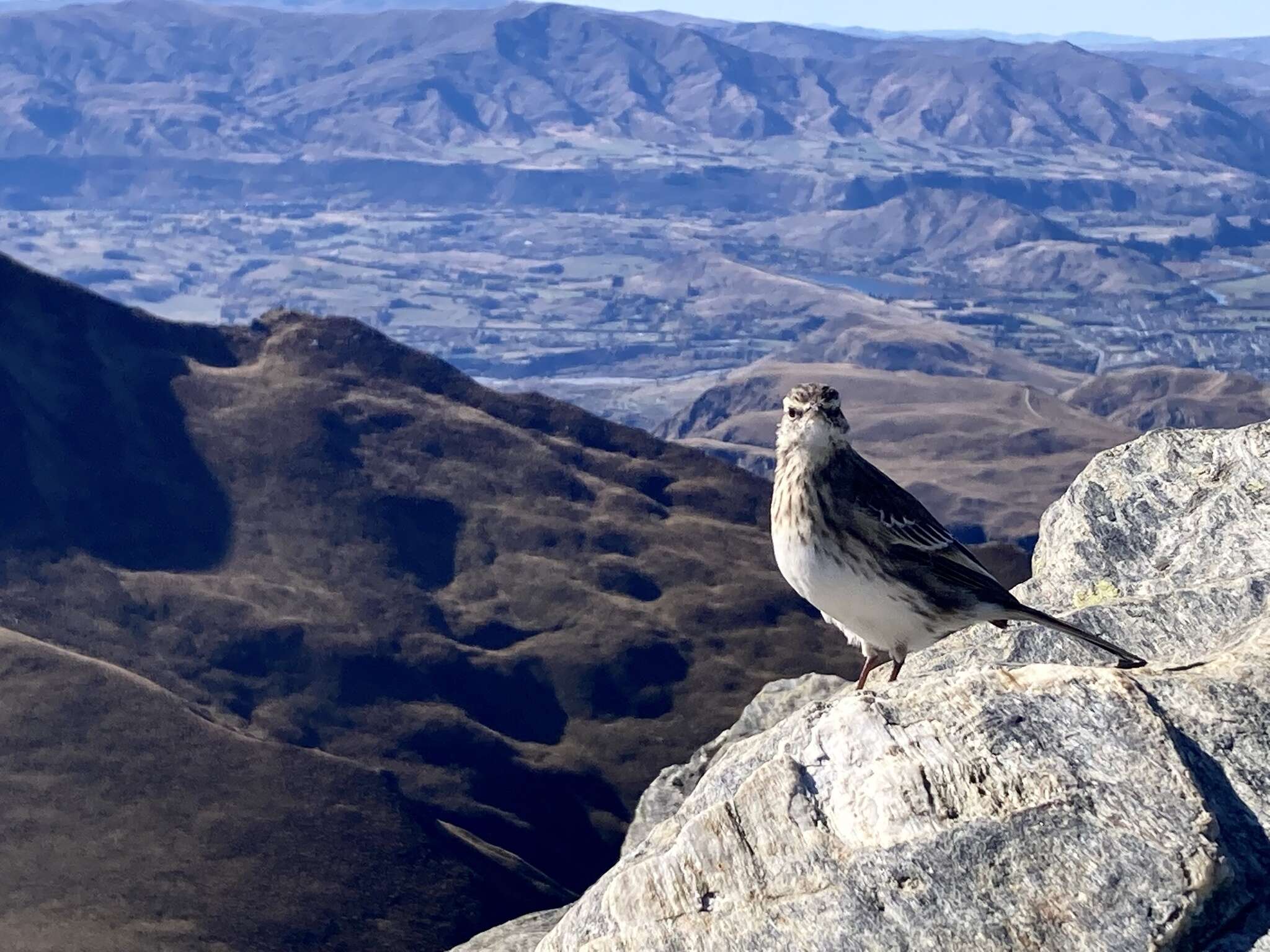 Image of Australasian Pipit