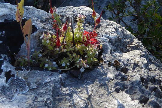 Sivun Sideritis romana subsp. curvidens (Stapf) Holmboe kuva