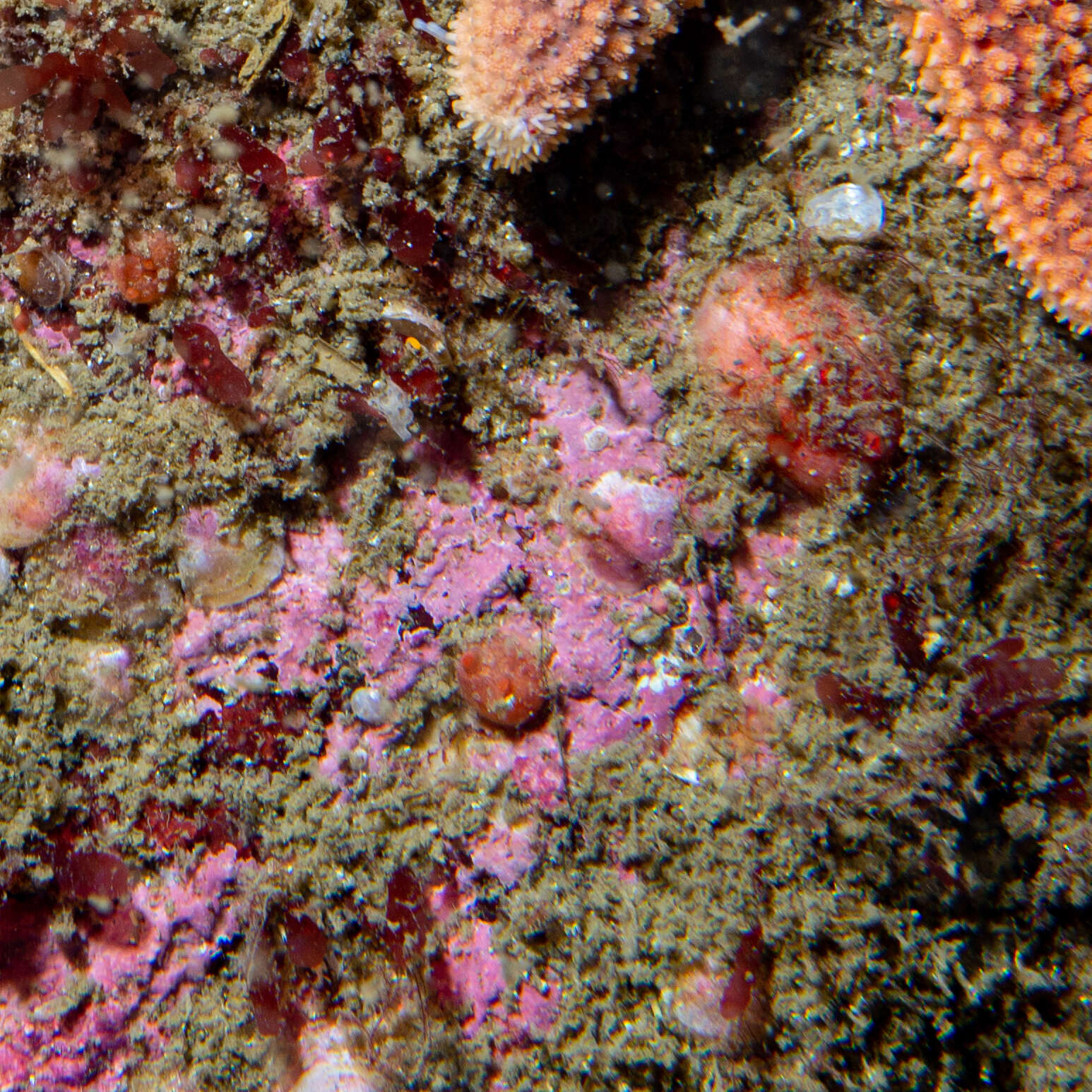 Image of blood drop sea squirt