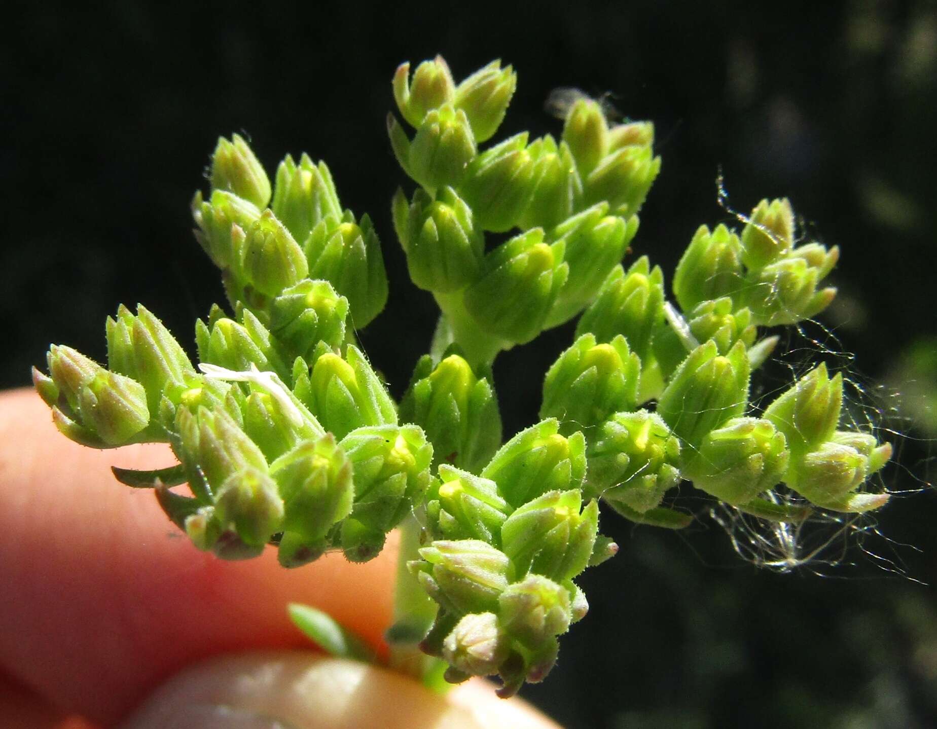 Image de Petrosedum orientale