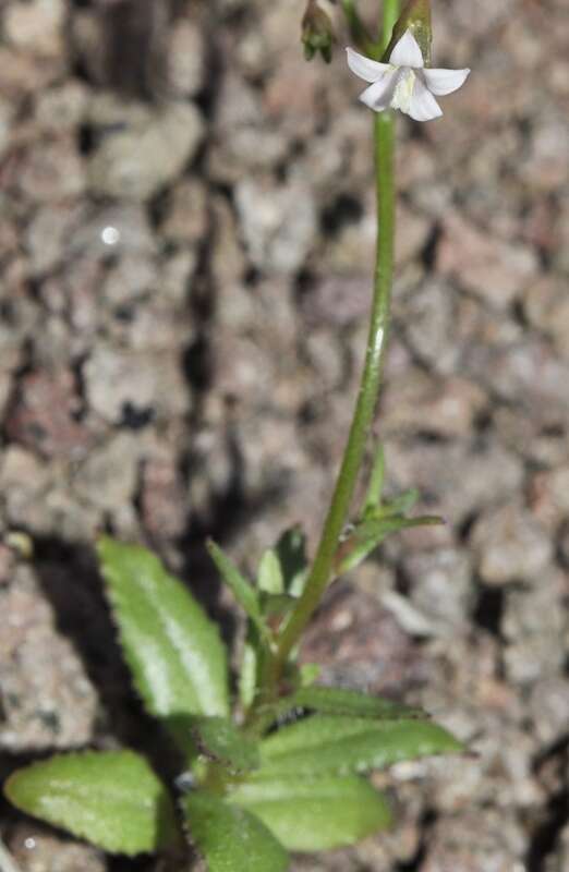 Image of Wahlenbergia lobelioides subsp. nutabunda (Guss.) Murb.