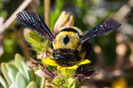 Plancia ëd Xylocopa watmoughi Eardley 1983