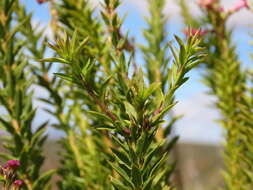 Image of Freylinia densiflora Benth.