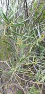 Image of <i>Senna artemisioides</i> subsp. <i>petiolaris</i>