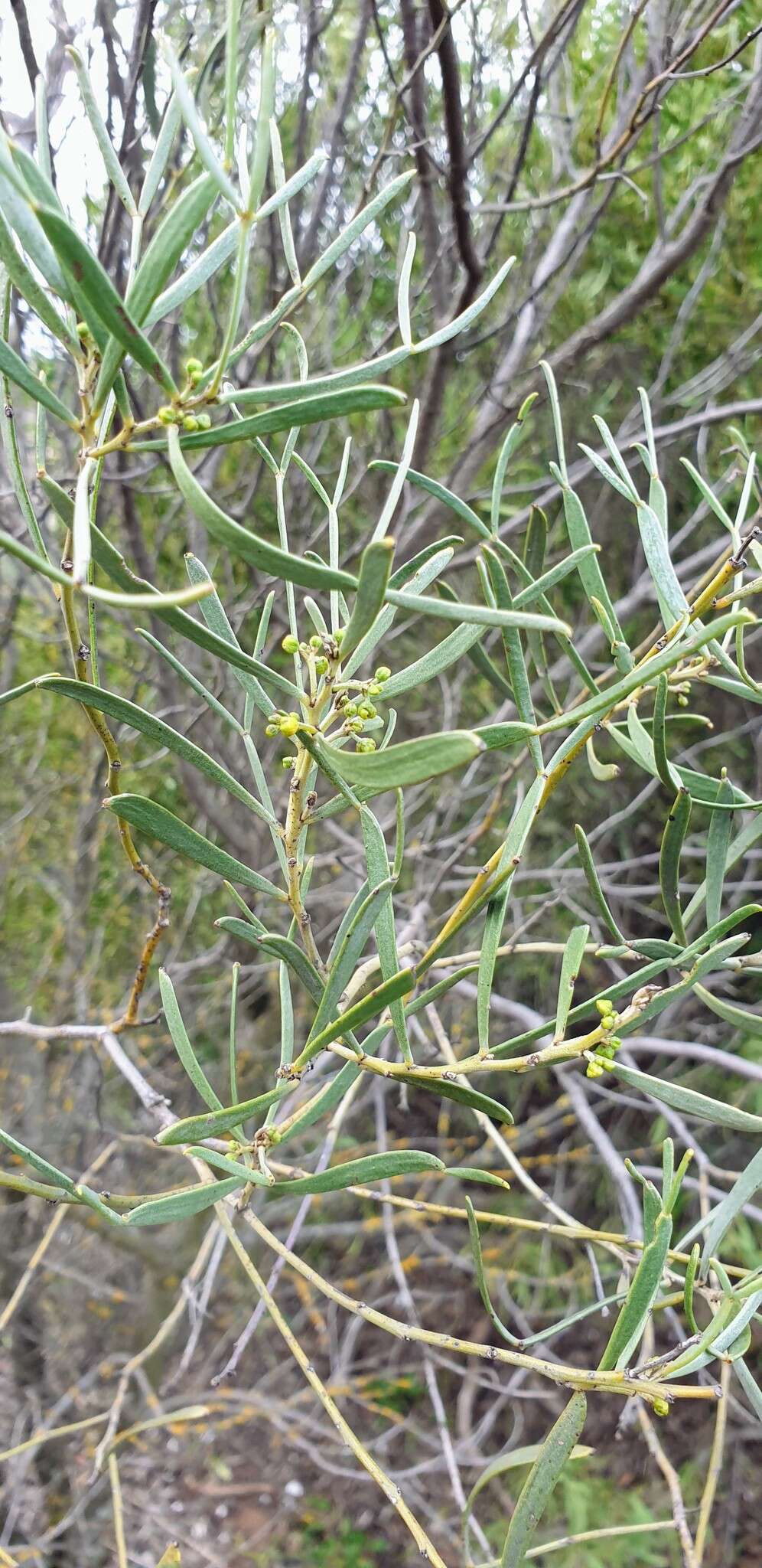 صورة <i>Senna artemisioides</i> subsp. <i>petiolaris</i>