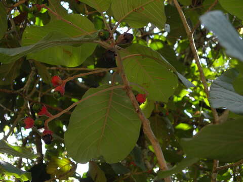 Image of Ocotea sinuata (Mez) J. G. Rohwer