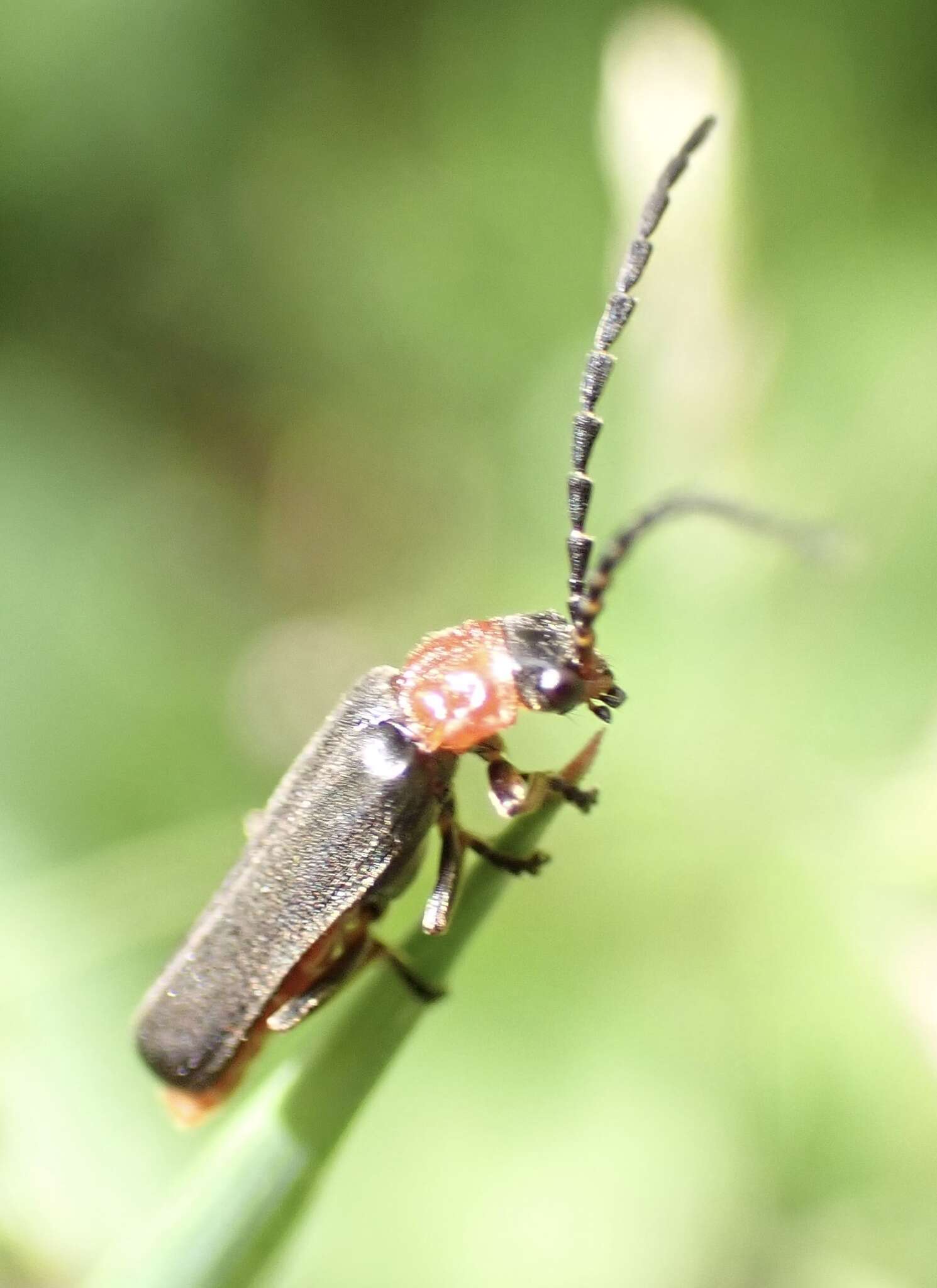 Image of Silis ruficollis