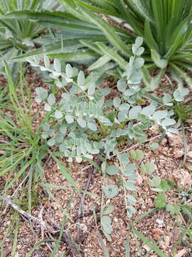 Imagem de Astragalus lentiginosus var. maricopae Barneby