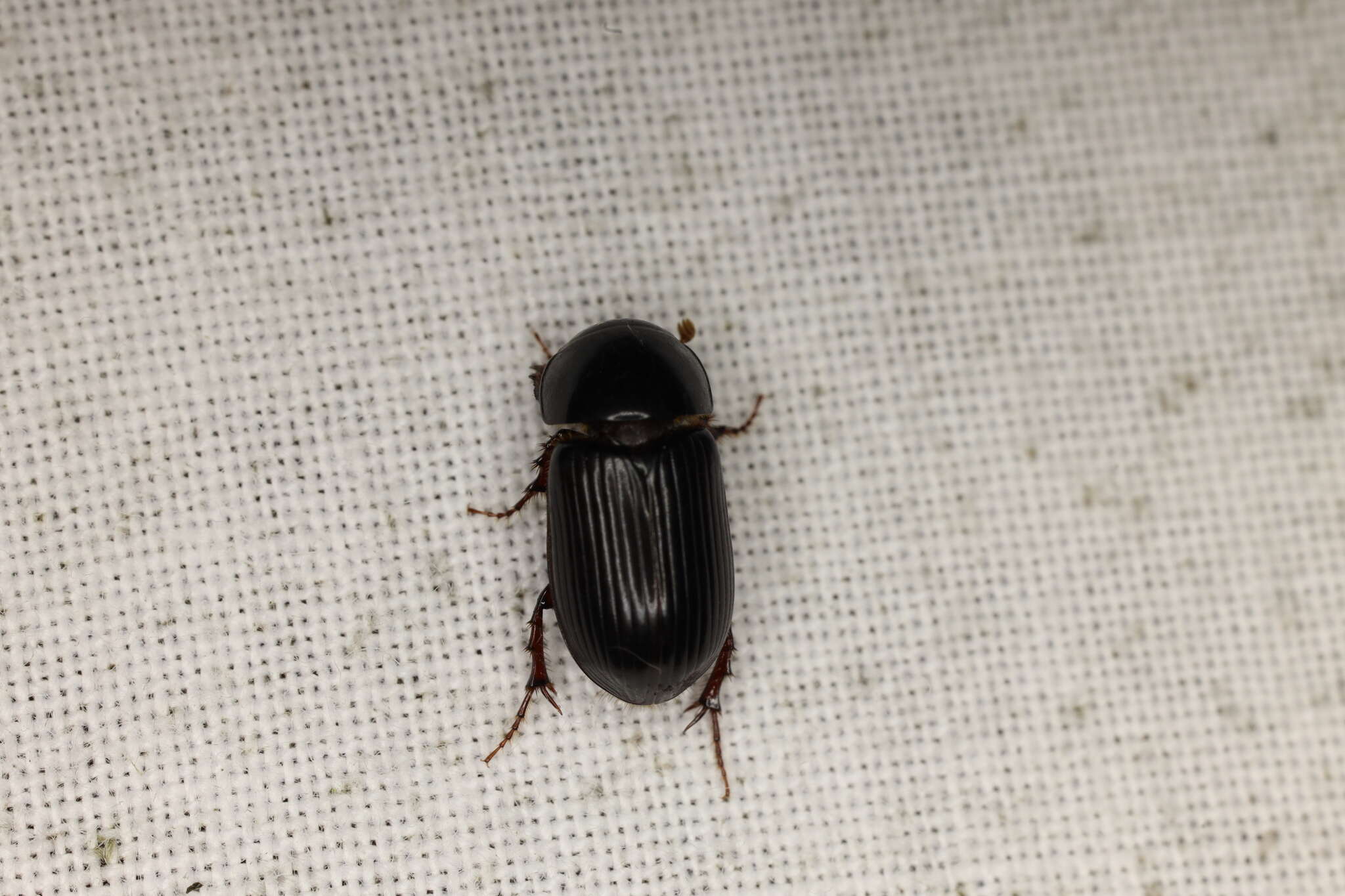 Image of Night-flying Dung Beetle