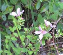 Imagem de Rhexia petiolata Walt.