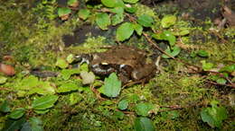 Image of Rosy Ground Frog