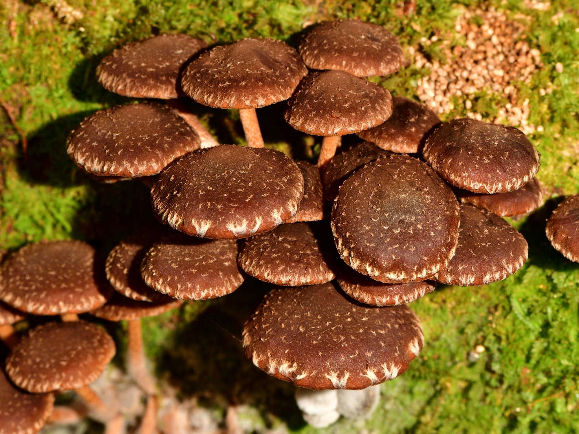 Image of Hypholoma brunneum (Massee) D. A. Reid 1956