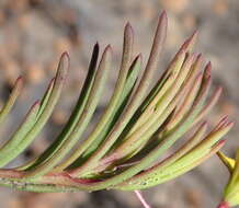 Image of Osteospermum triquetrum L. fil.