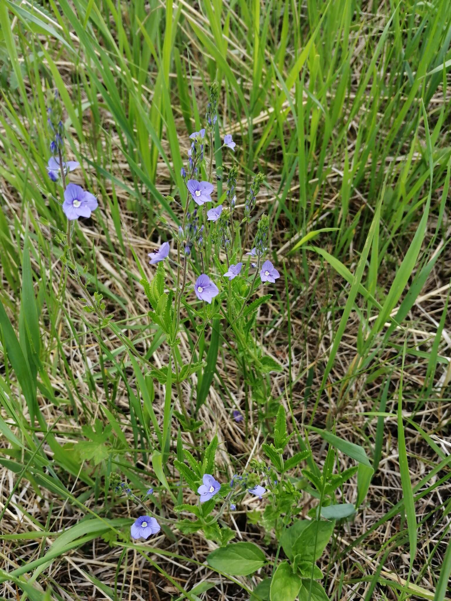 Image of Veronica krylovii Schischk.