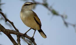 Image of Kalahari Scrub Robin