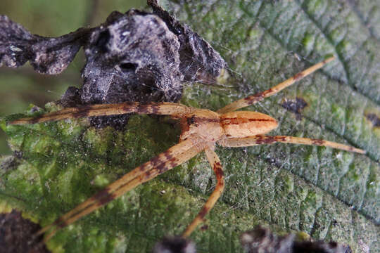 Image of Nursery Web Spider