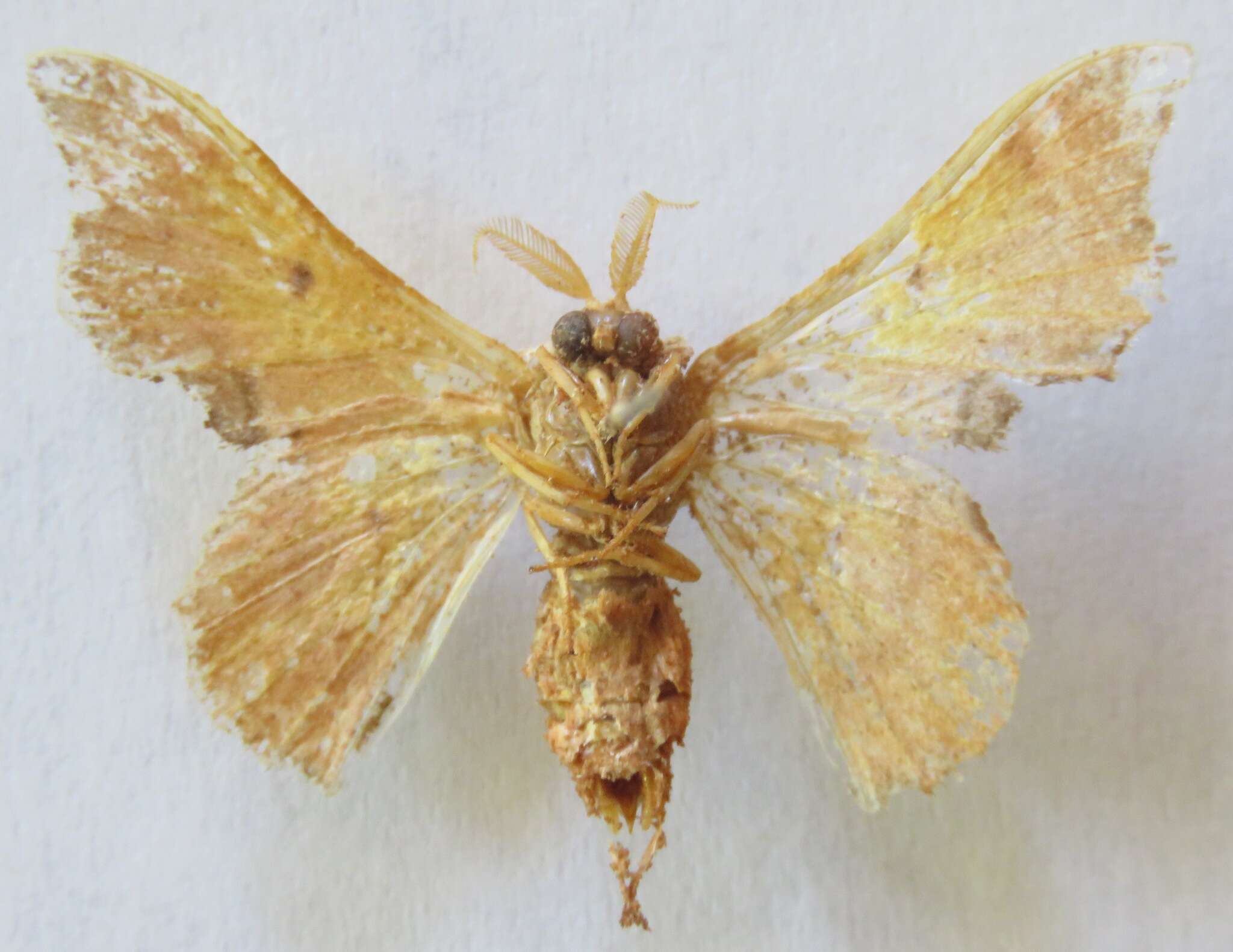 Image of Lacosoma valera Schaus 1928