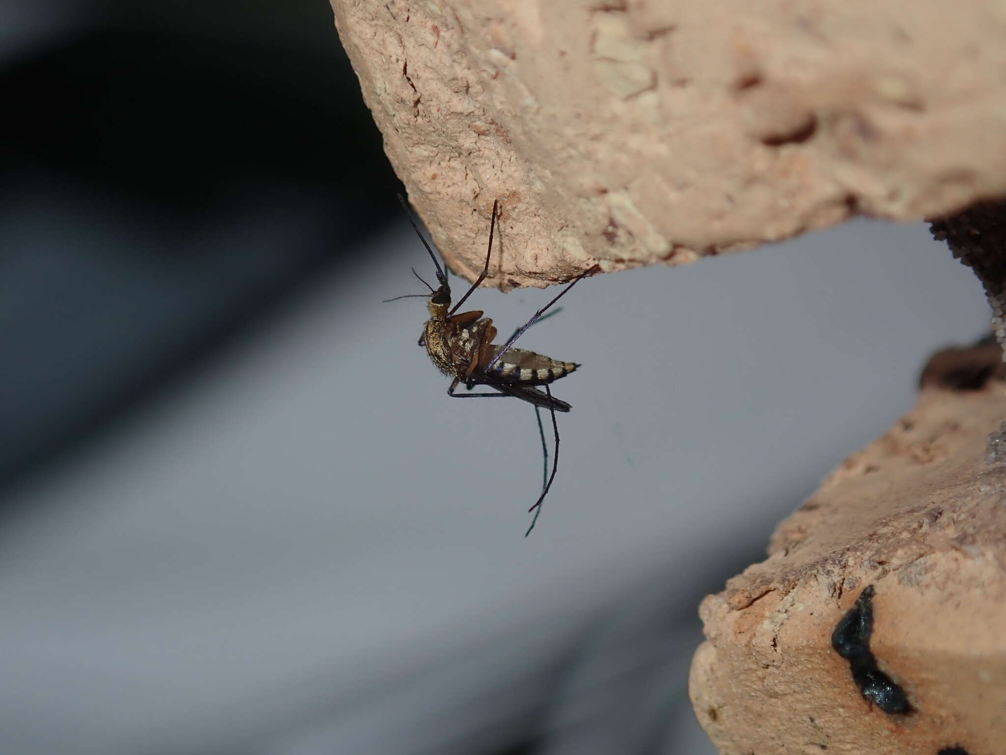 Imagem de Aedes imperfectus Dobrotworsky 1962