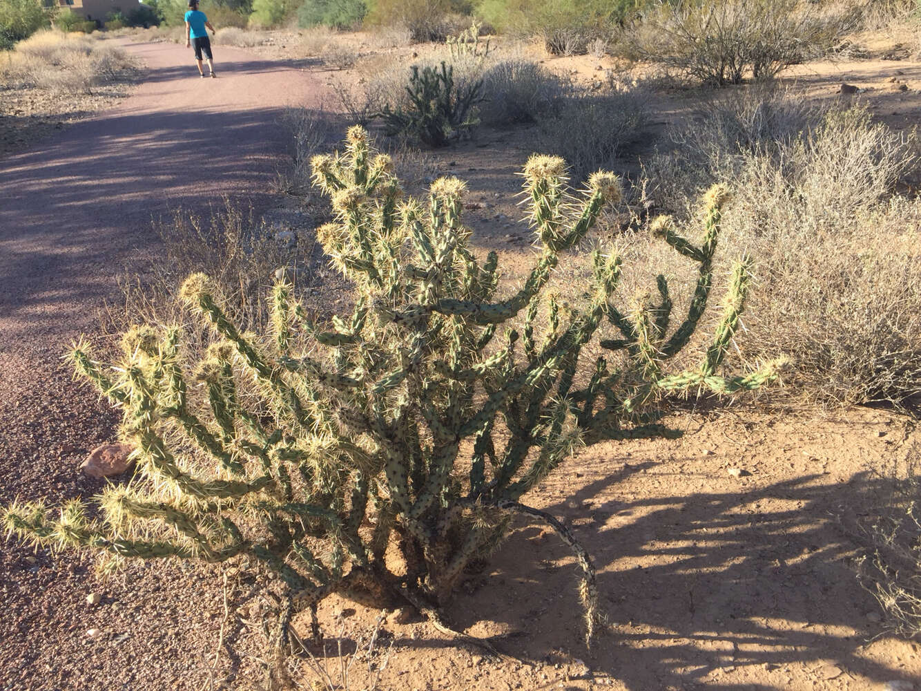 Imagem de Cylindropuntia acanthocarpa (Engelm. & J. M. Bigelow) F. M. Knuth