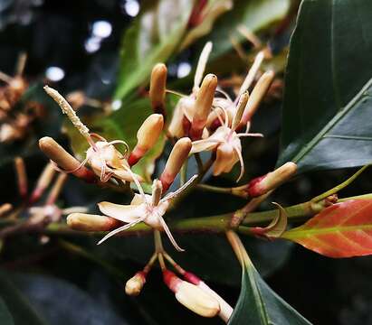 Image of Aidia cochinchinensis Lour.