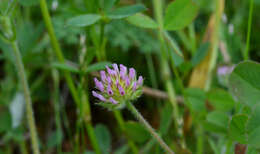 Imagem de Trifolium microcephalum Pursh