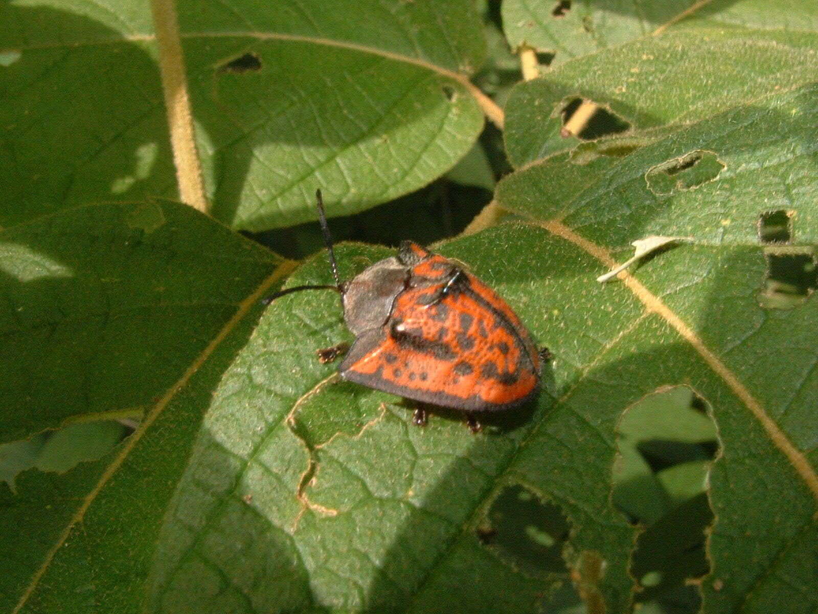 Image of Dorynota (Akantaka) insidiosa (Boheman 1854)