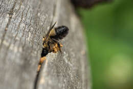 Image of Megachile nigriventris Schenck 1870