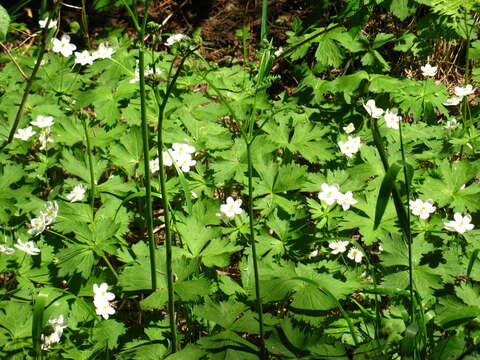 Image of Anemonastrum baicalense (Turcz.) Mosyakin