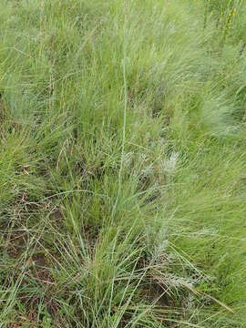 Image of Kniphofia buchananii Baker