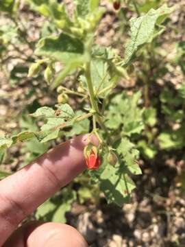 Image of Texas burstwort