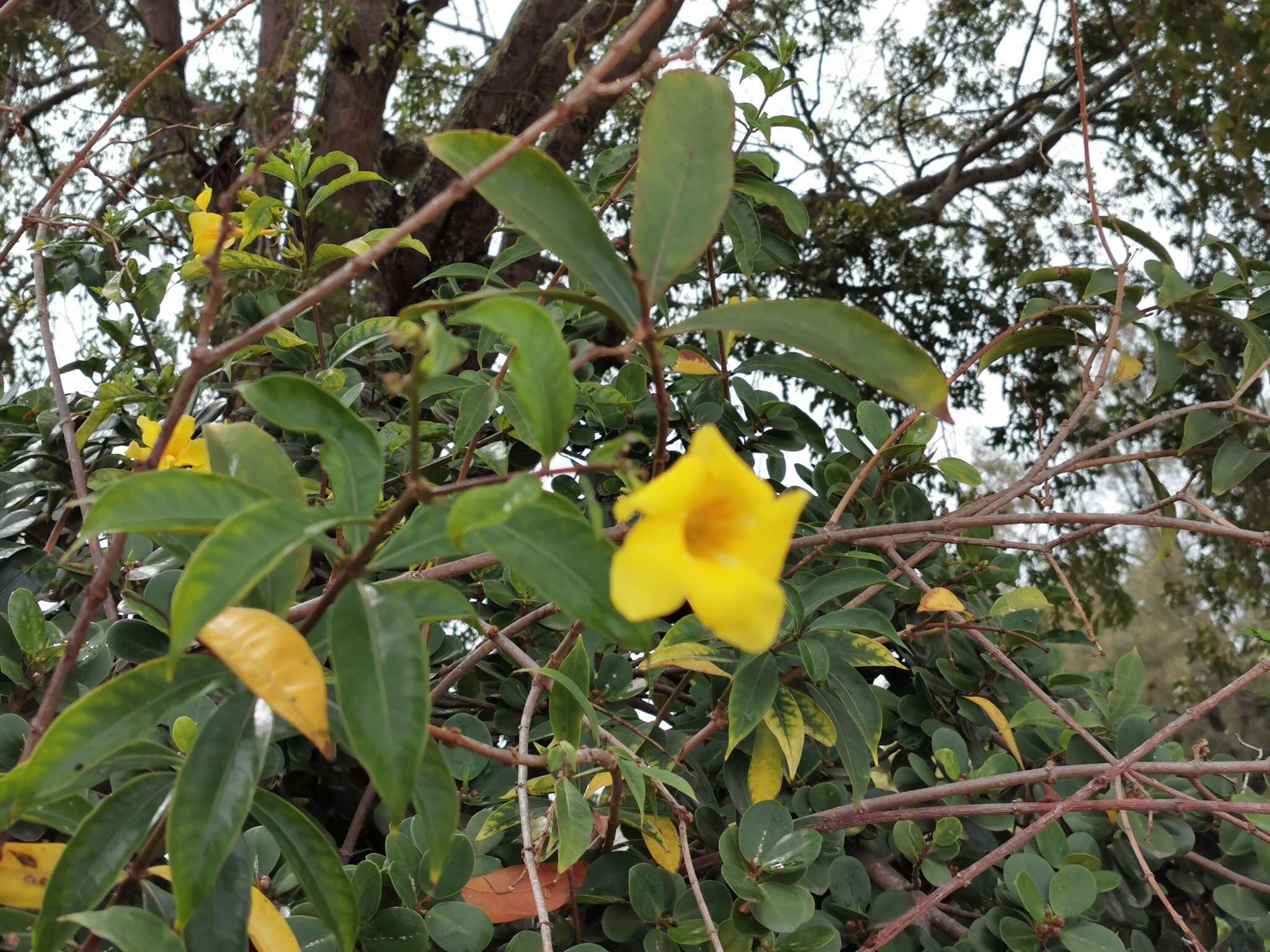 Image of golden trumpet