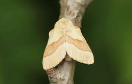 Image of lackey moth