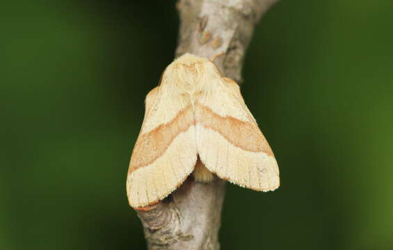 Imagem de Malacosoma neustria Linnaeus 1758