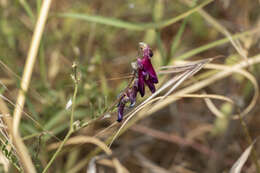 Plancia ëd Vicia eriocarpa