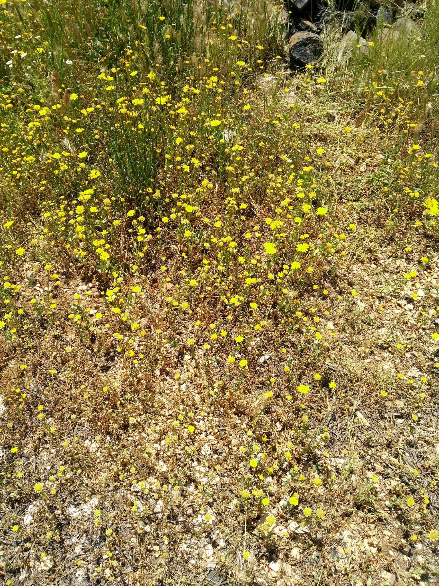 Imagem de Pulicaria arabica (L.) Cass.