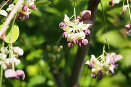 Image of chocolate vine