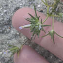 Image of Eriastrum diffusum subsp. coachellae S. J. De Groot