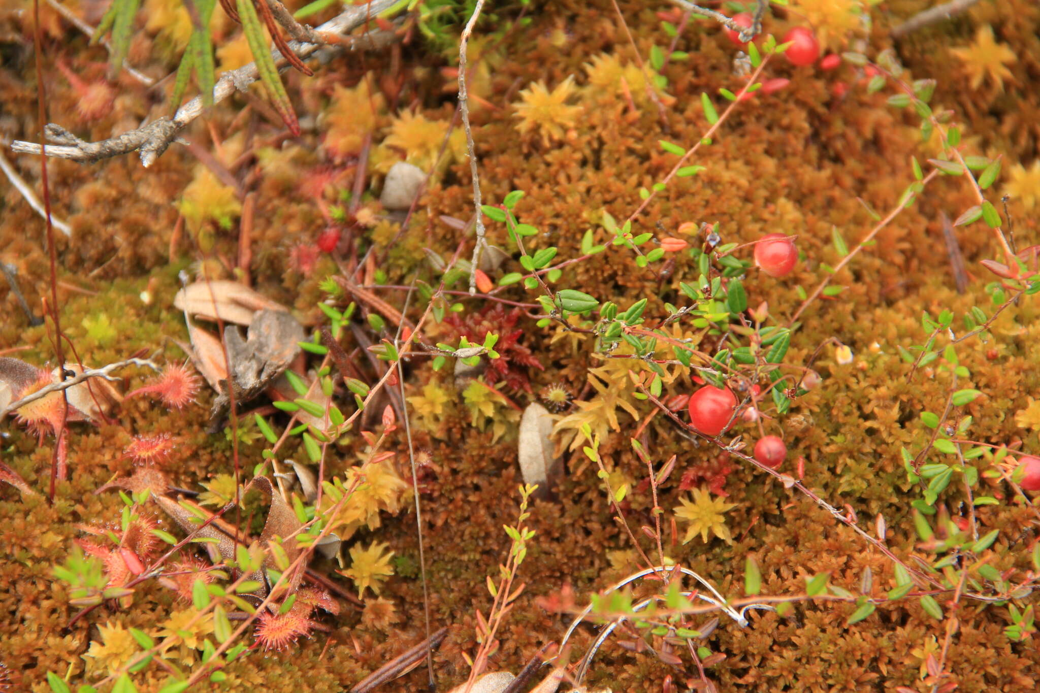 Image of Vaccinium microcarpum (Turcz. ex Rupr.) Schmalh. ex Busch